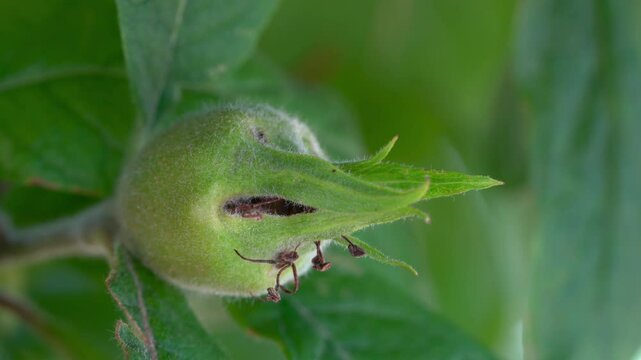 Medlar immature fruits, young (Mespilus germanica) - (4K)