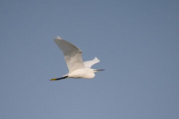 Küçük ak balıkçıl » Little Egret » Egretta garzetta