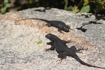 Joshua Tree NP Lizards