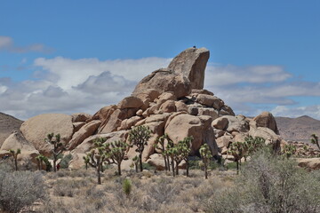 Joshua Tree dominant rock with a climber on top