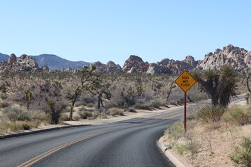 Joshua Tree NP road