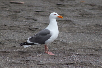 seagull at Sonoma Coast