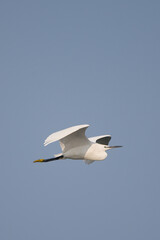 Küçük ak balıkçıl » Little Egret » Egretta garzetta