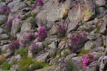 Obraz premium Russia. Mountain Altai. A flowering bush of Ledebur rhododendron (maralnik) on the slopes of the mountains along the Chuisky tract near the village of Kupchegen.