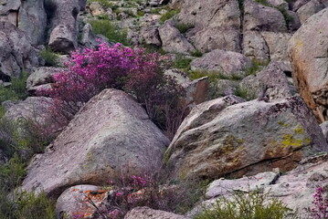 Russia. Mountain Altai. A flowering bush of Ledebur rhododendron (maralnik) on the slopes of the...