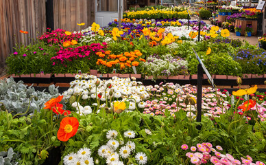 Flowers for sale at a local garden center including Icelandic Poppies, English Daisies, Zinnias, Carnations Pansies  and many others colorfully displayed and nicely organized.