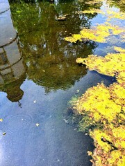 yellow water surface