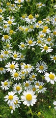 White daisies in the field in summer