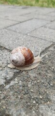 A large grape snail on a concrete slab