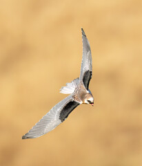 White-tailed Kite (Elanus leucurus) Juvenile in flight up against a brown hill taken in Northern California 
