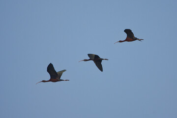 Çeltikçi » Glossy Ibis » Plegadis falcinellus