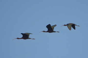 Çeltikçi » Glossy Ibis » Plegadis falcinellus