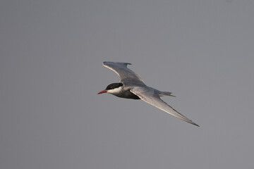 Bıyıklı sumru » Whiskered Tern » Chlidonias hybrida
