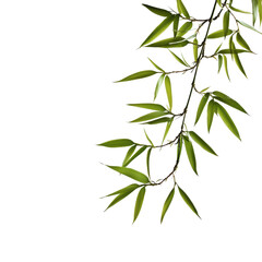Fototapeta premium Closeup view of vibrant bamboo leaves against a Transparent background highlighting natural beauty, This PNG background file is a close up a bamboo branch, PNG background