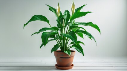 Fototapeta premium A potted plant with green leaves against a plain white background.