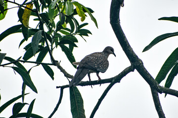 Spotted dove with distinctive neck plumage, perched on a branch.