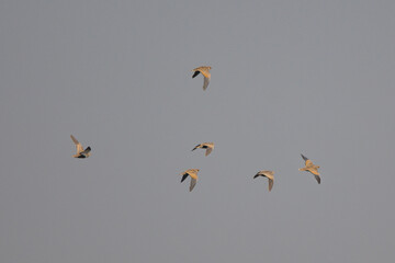 Bağırtlak » Pterocles orientalis » Black-bellied Sandgrouse