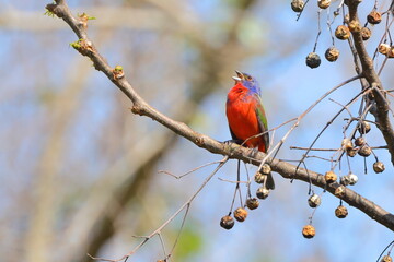 Beautiful painted bunty, perched in habitat against a blurry background. 