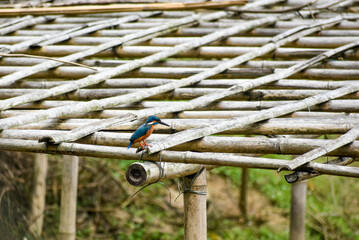 Kingfisher with vibrant blue and orange plumage on bamboo structure.