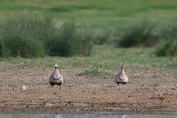 Bağırtlak » Pterocles orientalis » Black-bellied Sandgrouse