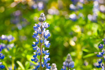 Close-up of a single blooming blue lupine flower with vibrant green and yellow bokeh background. Captures the beauty of spring and wild nature with soft natural light and shallow depth of field