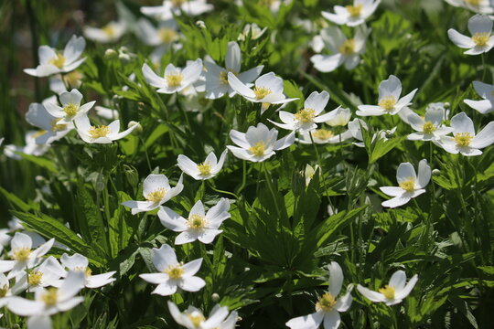 Flowering round-headed anemone (Anemonastrum canadense, syn. Anemone canadensis) in summer garden