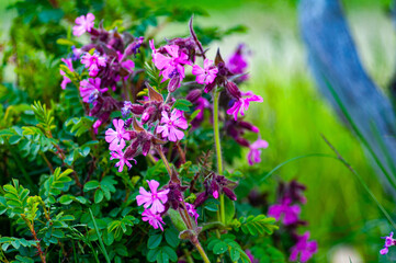 Bright pink wildflowers blooming among lush green leaves in a natural meadow setting. The flowers stand out vividly against the soft, blurred background of grass and a tree trunk