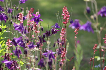 Pink flowers of American alumroot (Heuchera americana) and blue flowers of common columbine (Aquilegia vulgaris) in summer garden