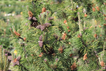 European black pine (Pinus nigra) branch with male and female cones in summer garden