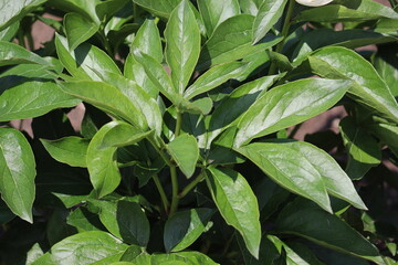 Green peony leaves close-up in a summer garden