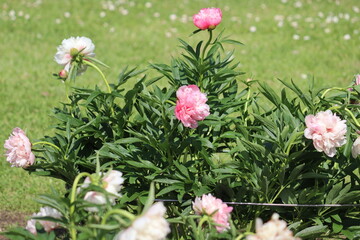 Pink flowers of peony (Paeonia officinalis, cultivar Rosea Plena) in summer garden