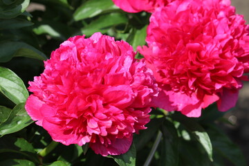 Pink peony (cultivar Howard R. Watkins) flowers in summer garden
