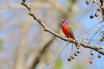 Beautiful painted bunty, perched in habitat against a blurry background. 