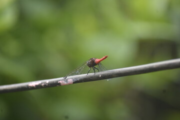 Scarlet skimmer dragonfly perched on a thin wire, green background.