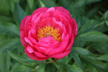Pink peony (cultivar Cytherea) flower in summer garden