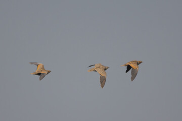Bağırtlak » Pterocles orientalis » Black-bellied Sandgrouse