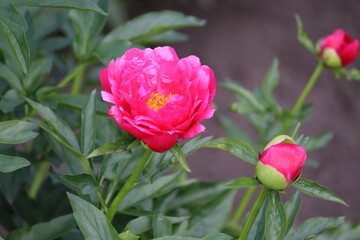 Pink peony flower in summer garden