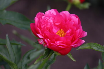 Pink peony flower in summer garden