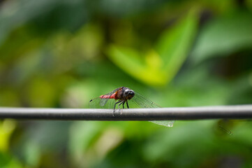 Scarlet skimmer dragonfly perched on a thin wire, green background.