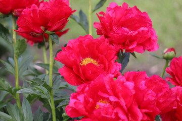 Obraz premium Red peony (cultivar Carina) flowers in summer garden