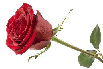 Fototapeta premium Single red rose bloom floral closeup shot isolated on transparent background
