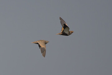 Bağırtlak » Pterocles orientalis » Black-bellied Sandgrouse