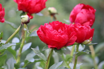 Red peony (cultivar Red Red Rose) flowers in summer garden