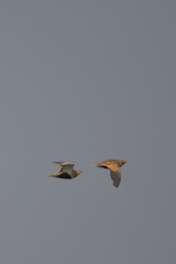Bağırtlak » Pterocles orientalis » Black-bellied Sandgrouse
