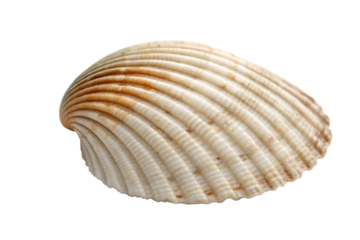 Seashell ocean beach vacation summer vibe isolated on transparent background