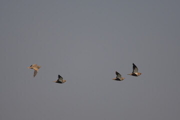 Bağırtlak » Pterocles orientalis » Black-bellied Sandgrouse