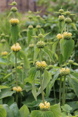 Phlomis russeliana or Jerusalem sage flowers