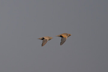 Bağırtlak » Pterocles orientalis » Black-bellied Sandgrouse