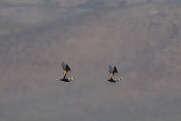 Bağırtlak » Pterocles orientalis » Black-bellied Sandgrouse