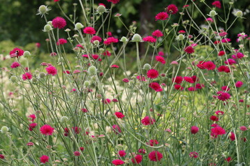 Deep crimson Knautia macedonica flowers 